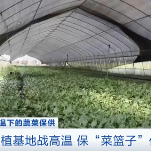 现采现卖、冷藏运输……持续高温下，保障果蔬“锁鲜”上市，各地出招→