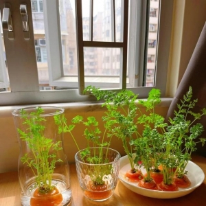 马伊琍种葱、陈彦妃发豆芽，这么多蔬菜都能水培，好吃又好养活