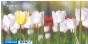 春季限定”浪漫！新疆郁金香花海迎客来 近郊游持续升温
