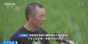 丰收！湖北潜江首季稻虾收获完毕，价格走势如何？